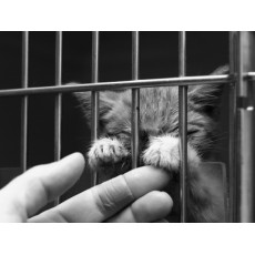 Animal Shelter of Love 眾生緣流浪動物之家 Cat Food Donation 貓糧捐贈 15kg